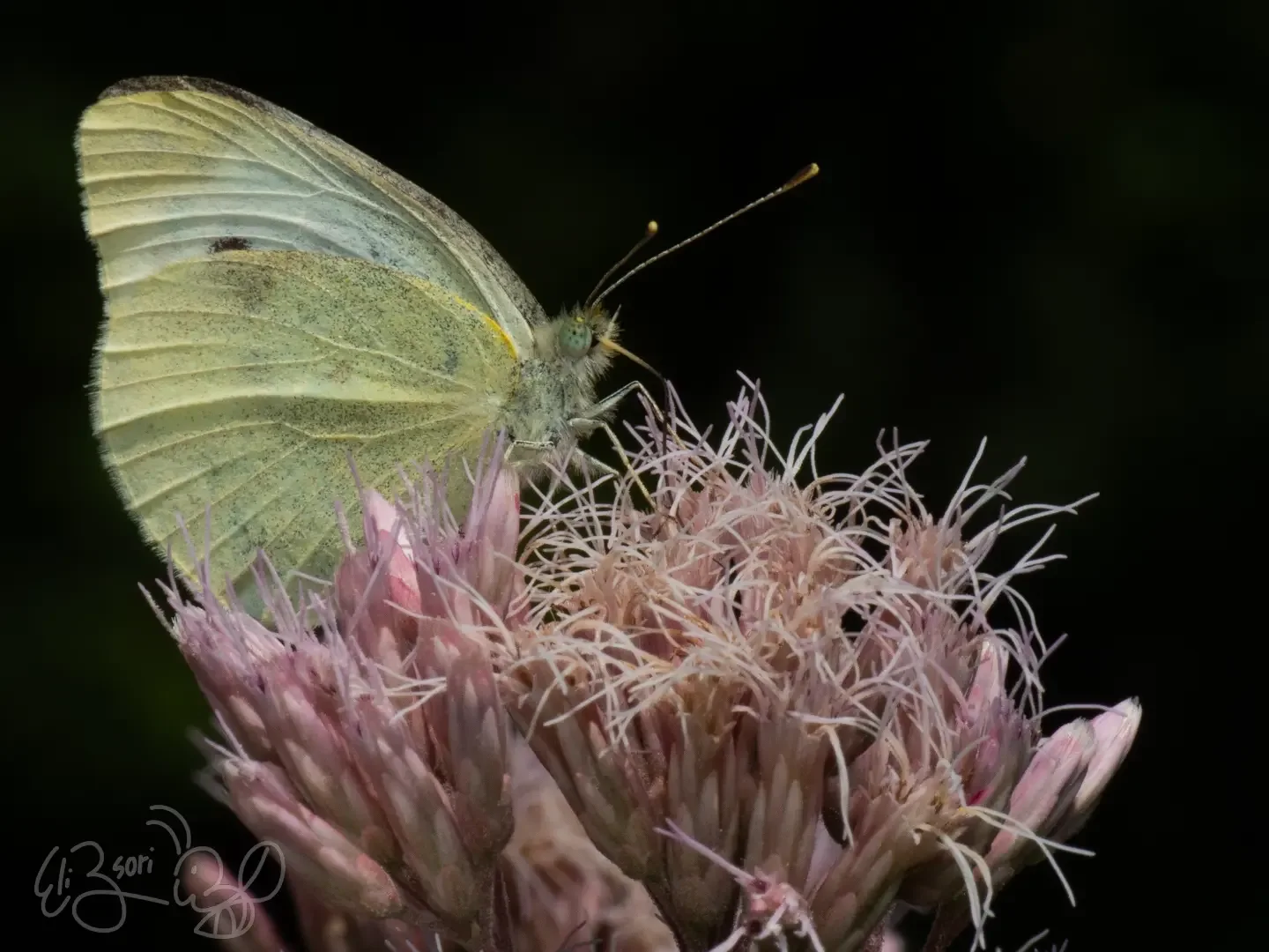 Cabbage White