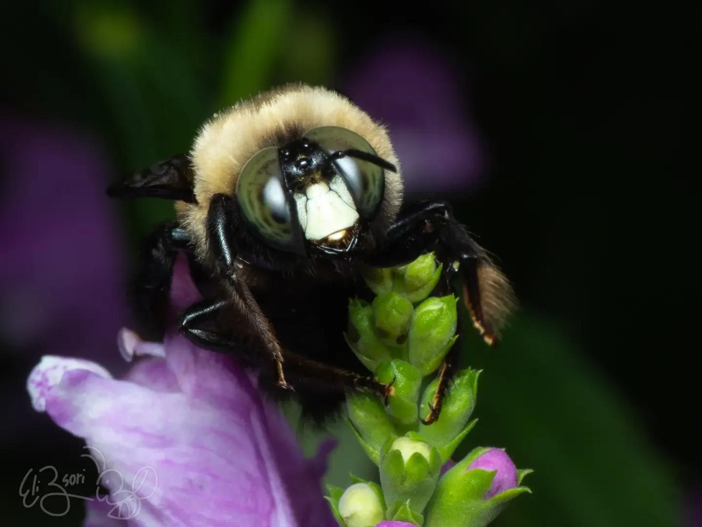 Bee