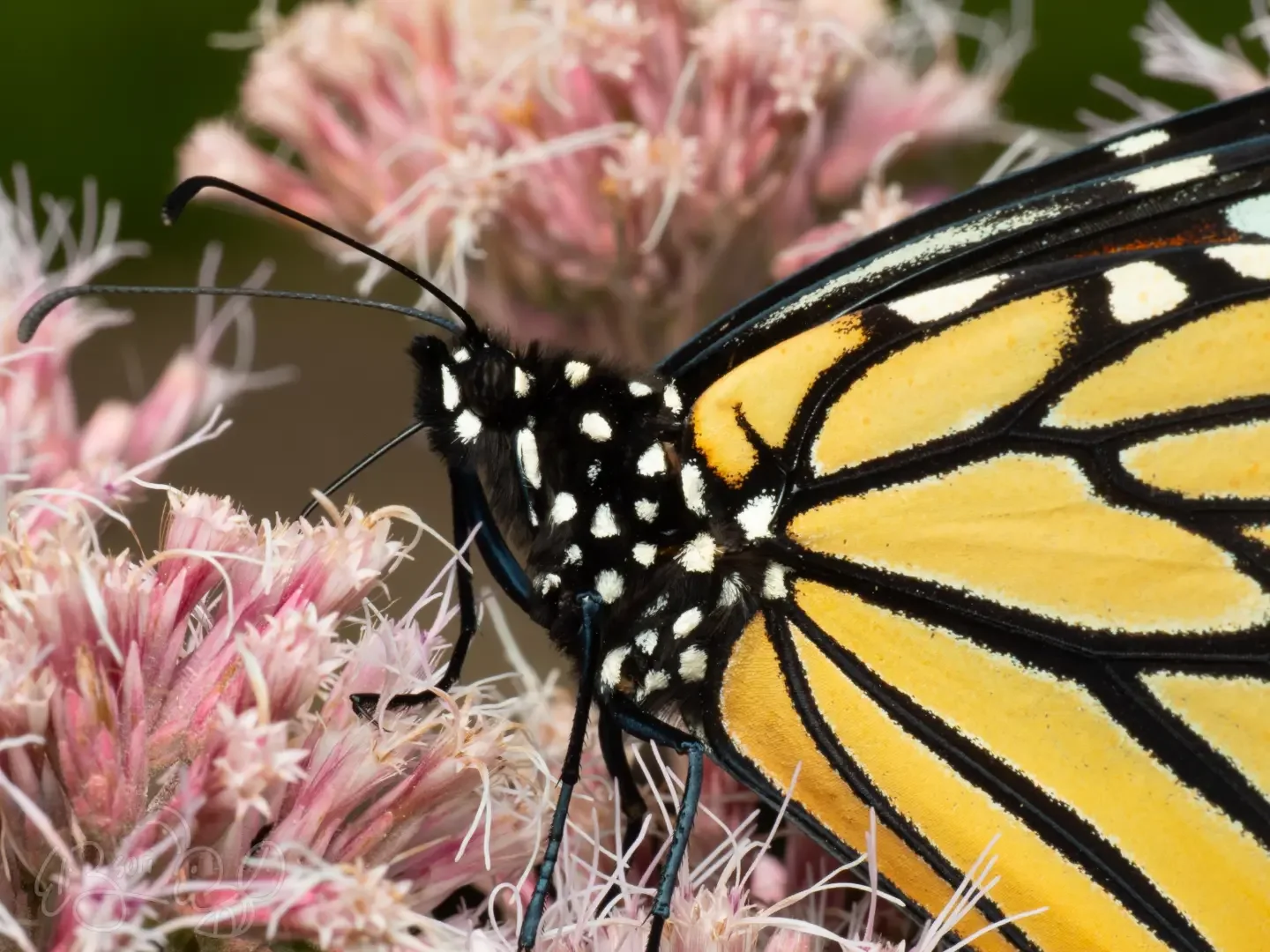 Monarch